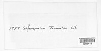 Titaeosporina tremulae image
